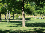 Plots with trees 