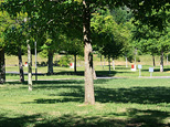 Parcelles avec des arbres